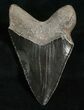 Inch Glossy Megalodon Tooth - Sharp #4972-2
